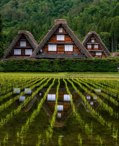 legendary-scholar:  Una Shirakawa (白川卯奈)