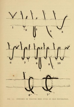 nemfrog:  Fig. 133. “Stitches of weaver