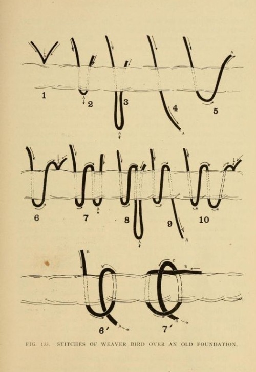 nemfrog:  Fig. 133. “Stitches of weaver adult photos