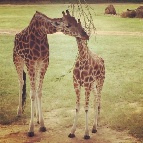 Forrest was serenading one of his lady friends today #australiazoo #giraffe #wildlife