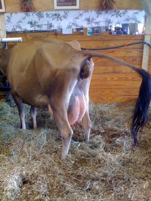 Beautiful cow shit! I love seeing cows popping.❤️ I hope one day I’ll have the chance to play 