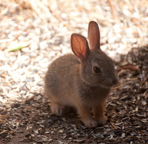 theanimalblog:Too Cute. Photo by Pam