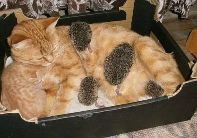 dykewithadick: lilylilymine:  blackmorgan:  Mama ginger kitty adopts four orphaned