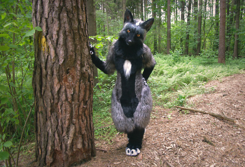 suzamurifursuits:Chernava the silver foxy