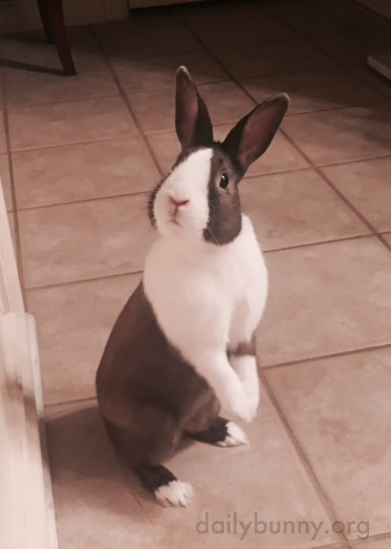 dailybunny:  Bunny Just Heard the Crisper Drawer OpeningThanks, Greta, Liam, and