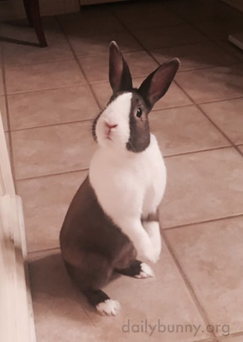 dailybunny:  Bunny Just Heard the Crisper porn pictures