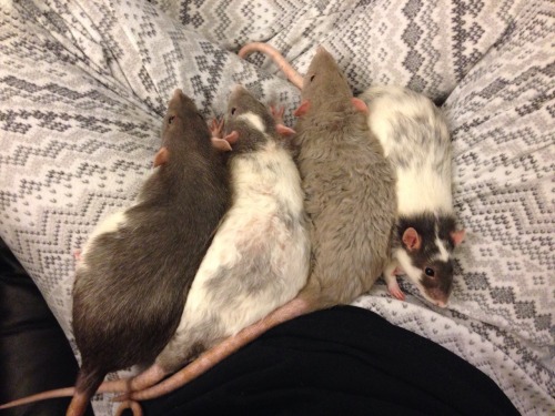 karasratworld: I wonder where the rats went? Warm lap+warm computer=happy goobers