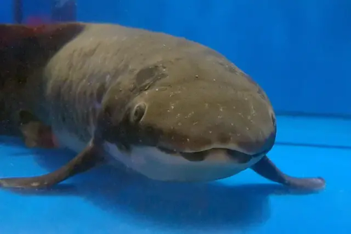 I Frequently Lose My Mind Over The Australian Lungfish Because Look… 