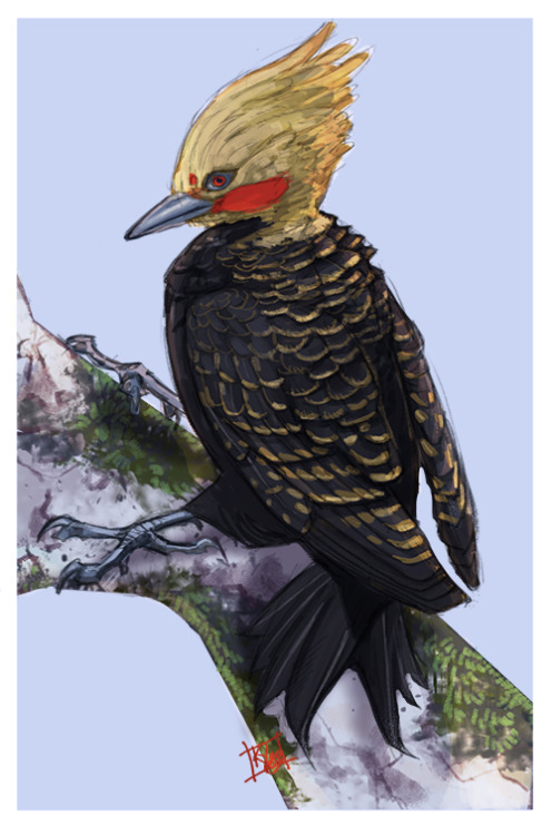 wulf-bird-artist: Blonde-crested woodpecker, from Brazil. Corvids being my favourite, woodpeckers ar