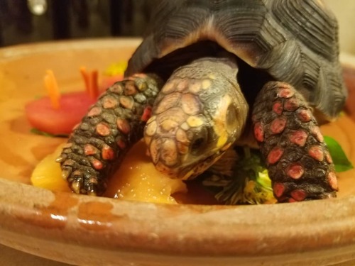 My Tortoise Ozzy Just Had Her 4th Birthday, So I Made Her A Watermelon And Cantaloupe Layered Cake With