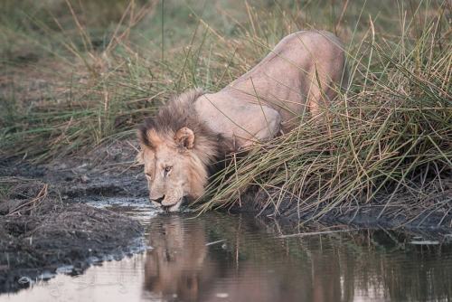 Lion @ Okavango Delta