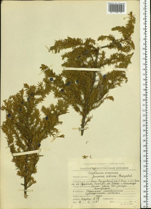 Juniperus sibirica Moscow State University HerbariumRegion: Chukotka and Kamchatka, Russia