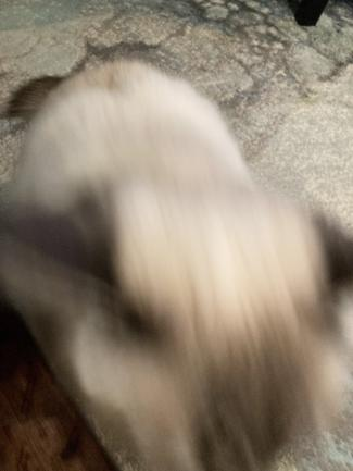 A gray and white cat lunging at the camera