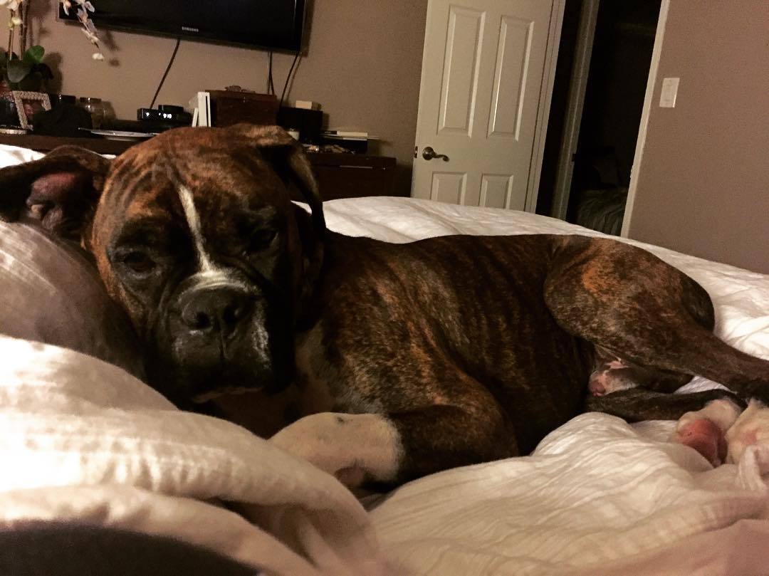 No one loves his snuggles more than me ❤️🐾 by 6feetofsunshine