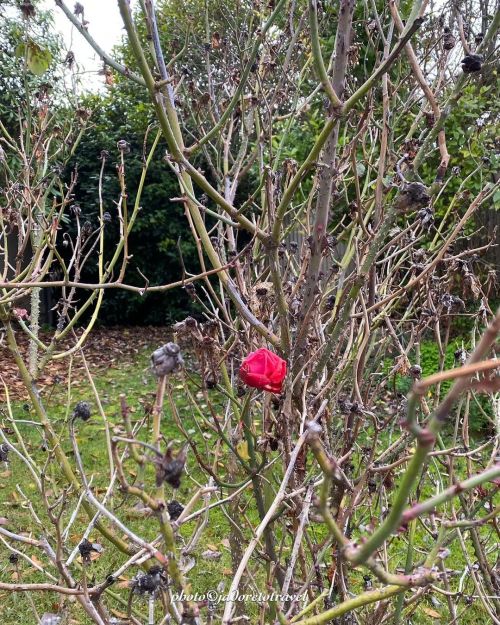 Last rose of the seasonphoto©jadoretotravel #jadoretotravel #beechworth #winterinbeechworth #lastr