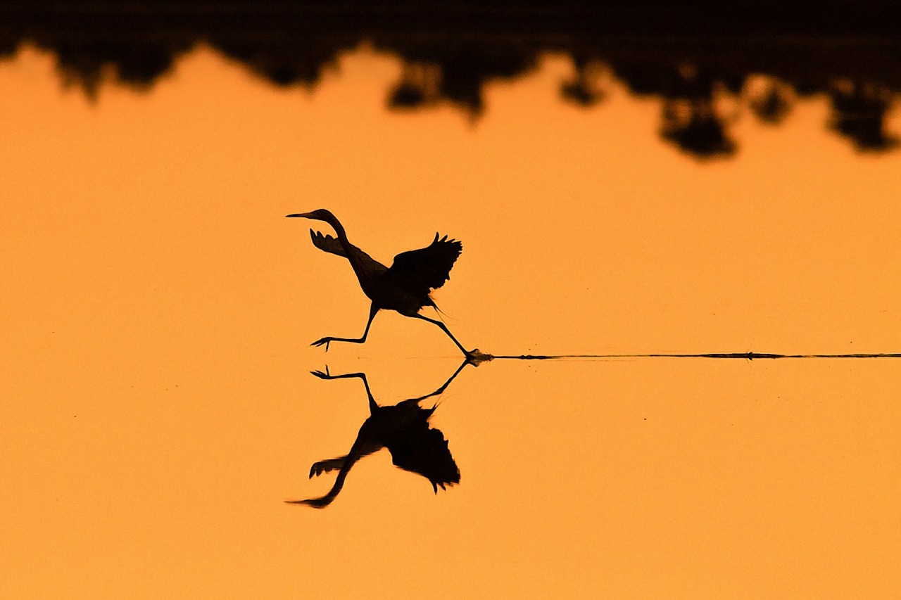 urbanfragment:  Photo of a Reddish Egret chasing prey at sunrise by John Haig.