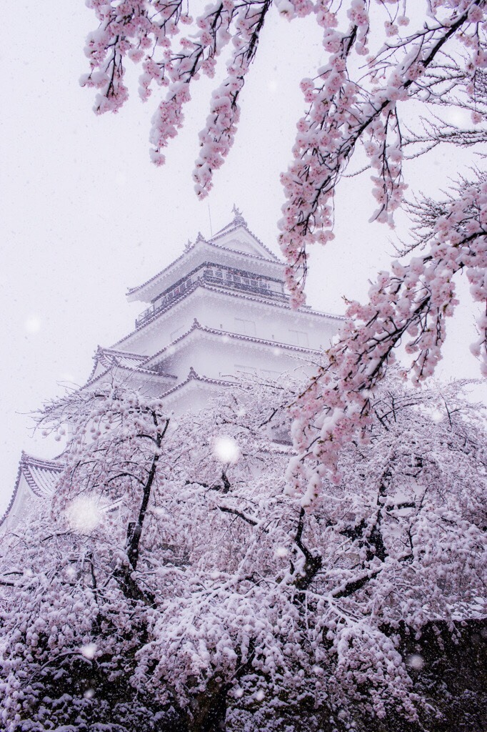 zekkei-beautiful-scenery:  Cherry blossoms and snow falling in #Japan  桜舞い散る雪が降る
