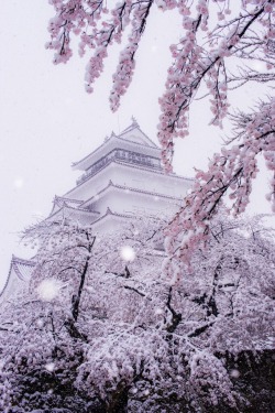 zekkei-beautiful-scenery:  Cherry blossoms and snow falling in