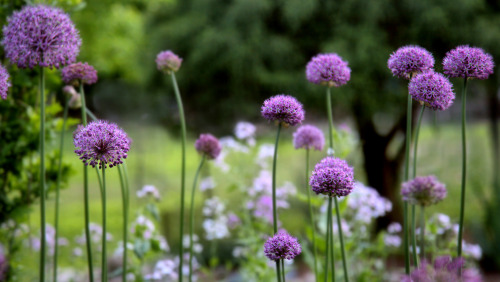 The onions are blooming!  Allium and phlox in the garden.