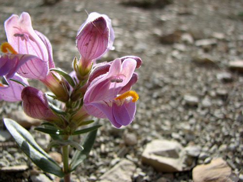 Graham’s beardtongue, (Penstemon grahamii) by USFWS Mountain-Prairie on Flickr.
The annual meeting of the Utah Rare Plant Conference is happening this Tuesday, March 4th, at Red Butte Garden. I won’t be able to attend, but I wanted to draw attention...