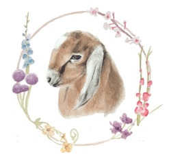 welseywelsey: What could be better than spring flowers and baby goats? 🌸🐐  https://www.instagram.com/chelsea.vaught.art 