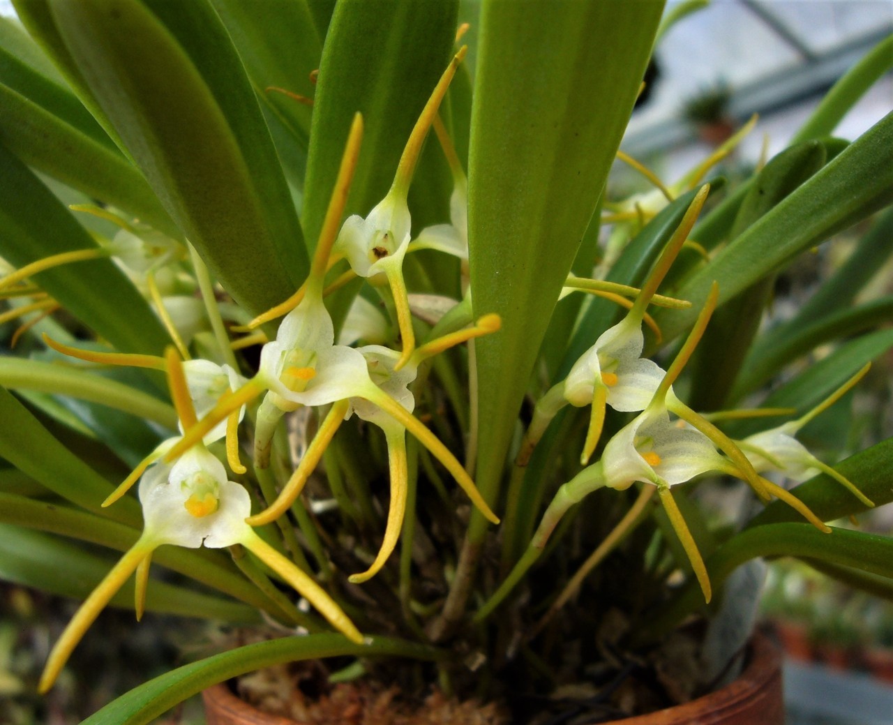 orchid-a-day:  Masdevallia attenuataSyn.: Acinopetala attenuata; Masdevallia scabrilinguis;