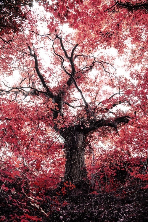 shutterking:  Red by Scotty Veron