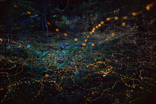 culturenlifestyle: Gold Fireflies Dance Through Japanese Enchanted Forest in the Summer of 2016 An a