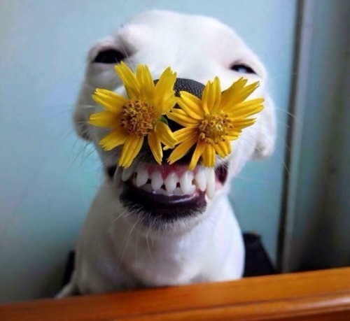 nintendette:  thegardenofeedan:  creationandcosmos:  my heart  Pls this is the best dog photo set I’ve ever seen  🌻🌼🌻🌼 