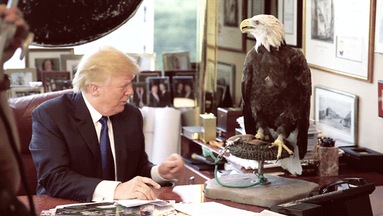 skywalkingreys: sandandglass:  Donald Trump gets attacked by an eagle. This eagle