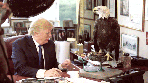 rinokami: skywalkingreys: sandandglass: Donald Trump gets attacked by an eagle. This eagle truly r