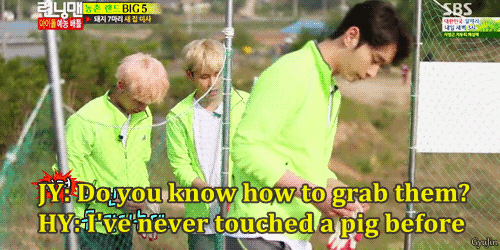 gyujin:  City idols’ first encounter with piglets 