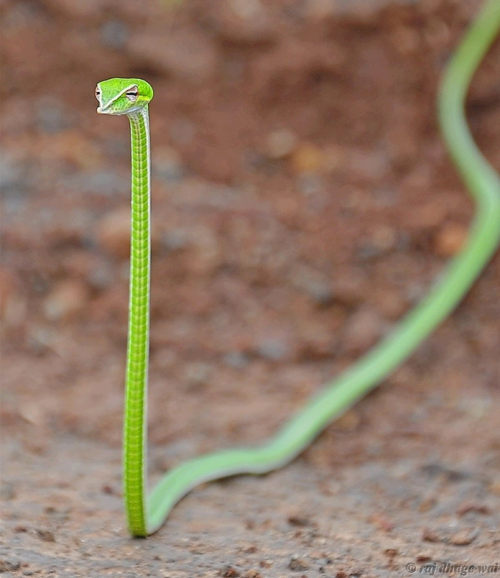 pickkled-ginger:life-of-planet-earth:Vine Snakeit looks like a judgmental shoelace. 