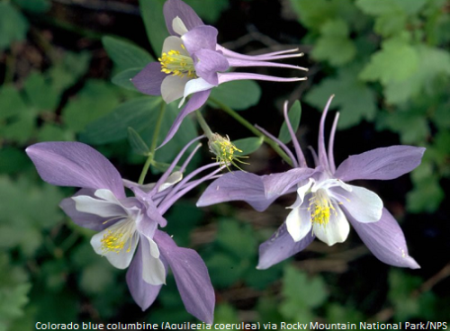 Happy Wildflower Week!Originally founded in 1988, National Wildflower Week (May 7–13) aims to celebr