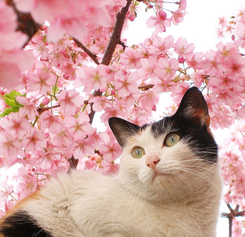 kitty & cat posts / memes