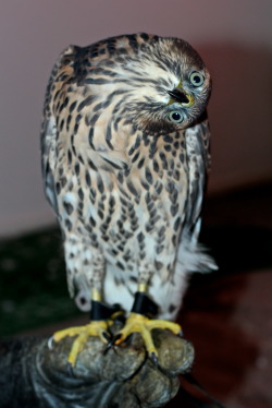 thatgirlwithalltheanimals:  Accipiters are masters of the derp. 