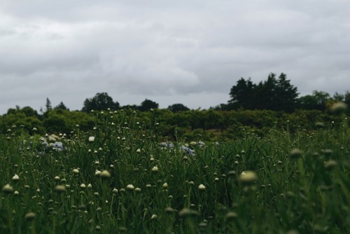 Sauvie Island, OregonJune 2017Website