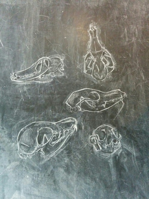 tevakwakwak:Fox’ skull study - chalk, charcoal