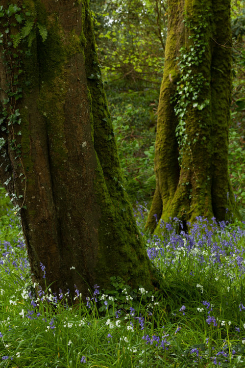 wanderthewood: Trengwainton Garden, Cornwall, England by Light Magnetic