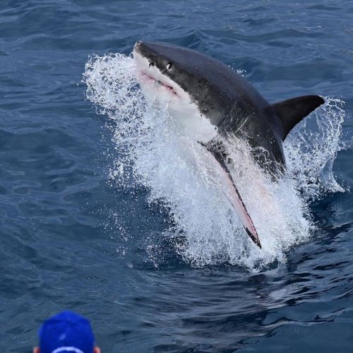 Our office view on Wednesdays trip! Yesterday was a good day seeing 2 different Great White Sharks. 