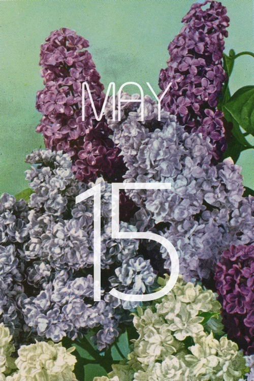 gardencalendar:Old-fashioned scented lilacs and the lovely French hybrids are among the many Tempera