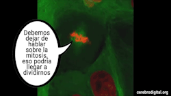 cerebrodigital:  Se define a la mitosis/meiosis