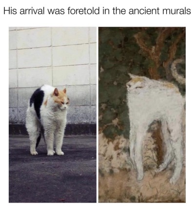dankmemeuniversity: