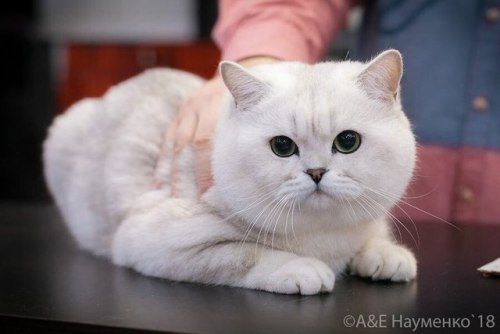 scottishstraight: @mostlycatsmostly, @coolcatgroup, I fell in love with this chubby boy! :3