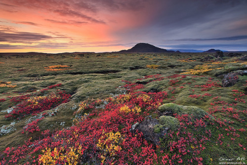 djferreira224:Burst of Color - Lava Fields in Autumn Colors in Iceland by orvaratli on Flickr.