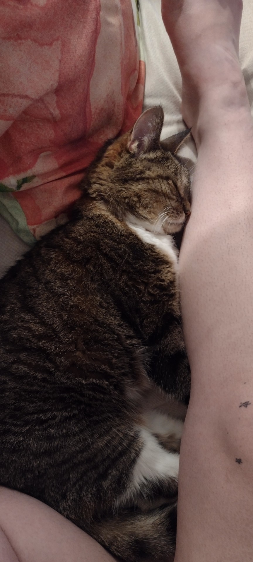 Here Is My Cat. I Love My Cat. I Would Die For My Cat. I Would Kill For My Cat. My Cat.