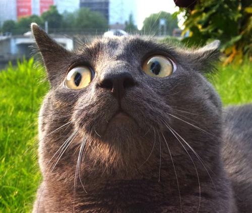 pleatedjeans:21 Perfect Cat Reactions to Going Outside for the First Time