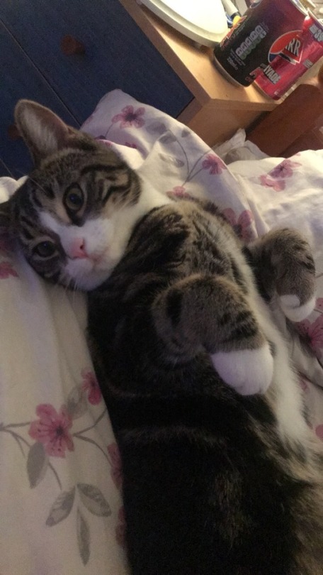 ramblefandom:  justnoodlefishthings:  kennethhyvel:  catmeme:  catmeme:   catmeme:  i really really love when animals lay on their back and their paws do that thing  the front paws. i love that   its just very good    peep 