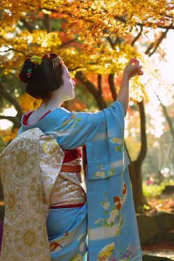 Geisha-Kai:  Maiko Kimiho Under November Maple Leaves By Watasan On Flickr Kimiho