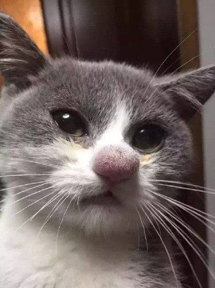 nossik: iamoutofideas:  naglly:   ネコ、ハチとの闘いに敗れる  (Cat’s nose after losing a battle with a bee. : aww